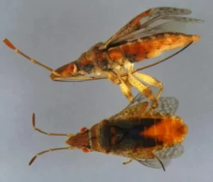 Seed bugs 1.jpeg